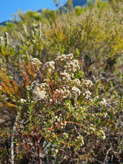 Phylica virgata, photographed by Rebecca Dames
