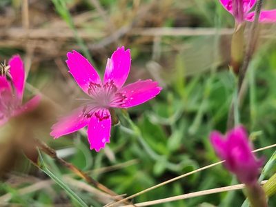 Dianthus deltoides, photographed by Marcin Jasiński