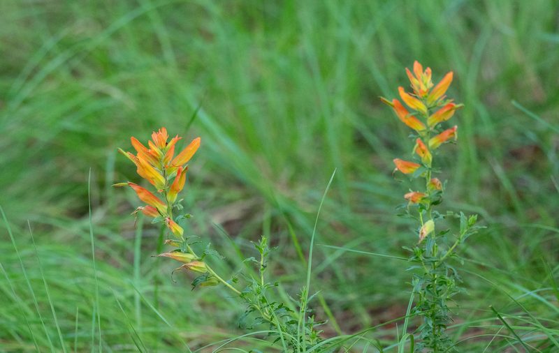 Castilleja patriotica, photographed by Forest Botial-Jarvis