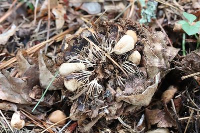 Pinus koraiensis, photographed by Nina Filippova