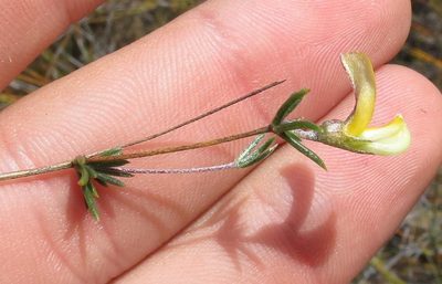 Aspalathus strigosa, photographed by Brian du Preez