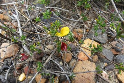 Aspalathus strigosa, photographed by Brian du Preez