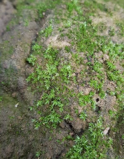 Pohlia lutescens, photographed by Helen Waterman