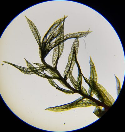 Pohlia lutescens, photographed by Helen Waterman
