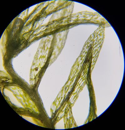 Pohlia lutescens, photographed by Helen Waterman