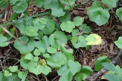 Plagiorhegma dubium, photographed by Nina Filippova