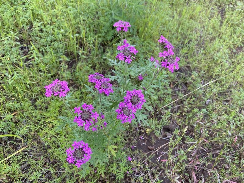 Verbena chiricahensis, photographed by Forest Botial-Jarvis