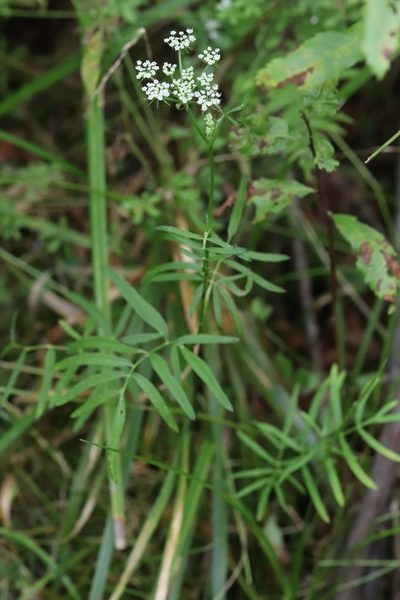 Ostericum maximowiczii, photographed by Nina Filippova
