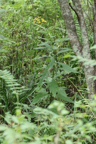 Jacobaea cannabifolia, photographed by Nina Filippova