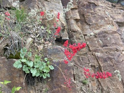 Heuchera sanguinea, photographed by Forest Botial-Jarvis