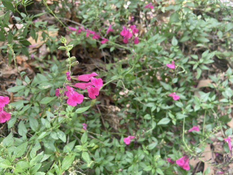 Salvia microphylla, photographed by Forest Botial-Jarvis