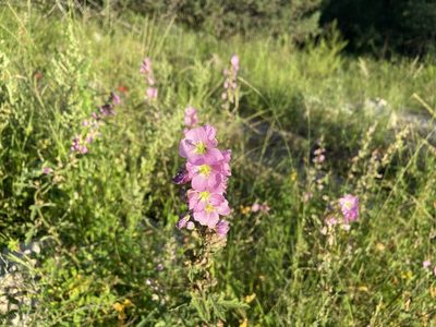 Sphaeralcea fendleri, photographed by Forest Botial-Jarvis