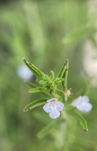 Satureja hortensis, photographed by Zihao Wang