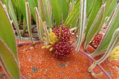 Leucospermum secundifolium, photographed by Brian du Preez