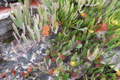 Leucospermum secundifolium, photographed by Brian du Preez