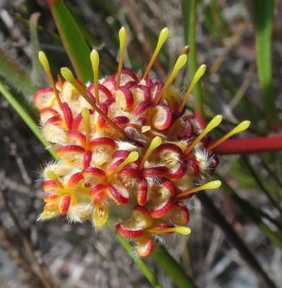 Leucospermum secundifolium, photographed by Brian du Preez
