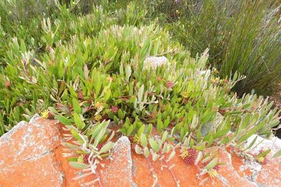 Leucospermum secundifolium, photographed by Brian du Preez