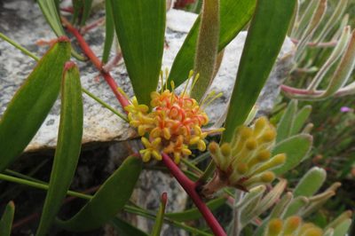 Leucospermum secundifolium, photographed by Brian du Preez