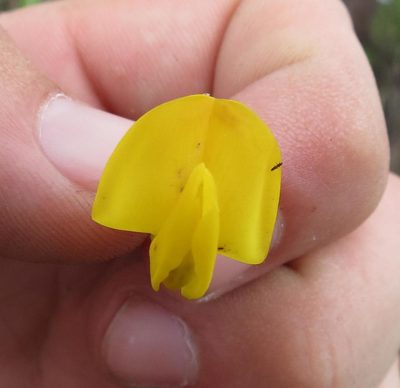 Liparia racemosa, photographed by Brian du Preez