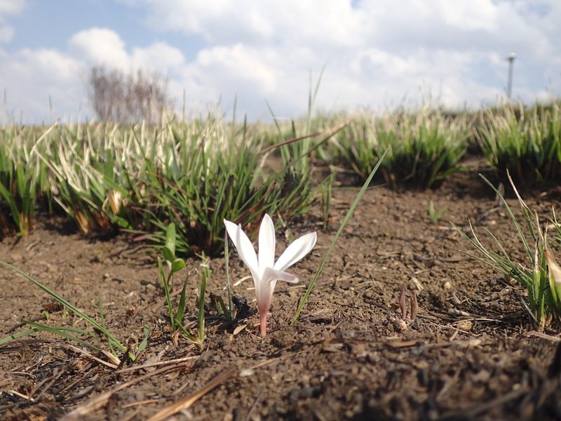 Apodolirion buchananii, photographed by Mahomed Desai