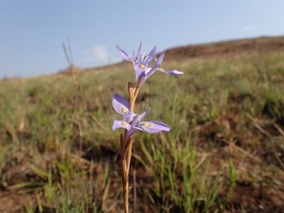 Moraea stricta, photographed by Mahomed Desai