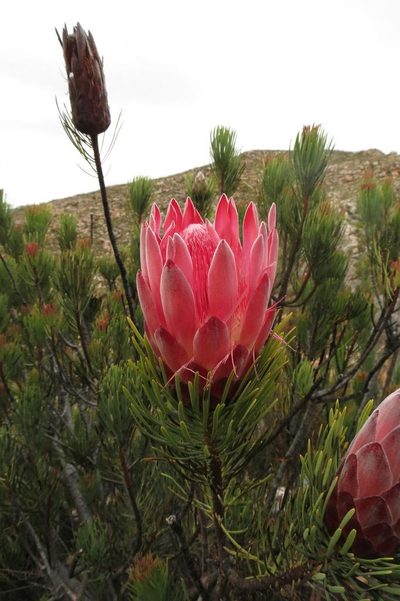Protea aristata, photographed by Brian du Preez