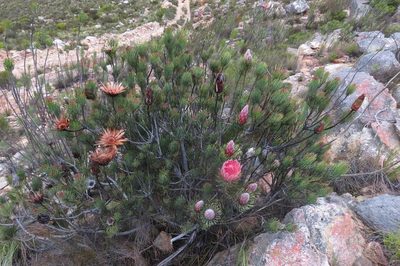 Protea aristata, photographed by Brian du Preez