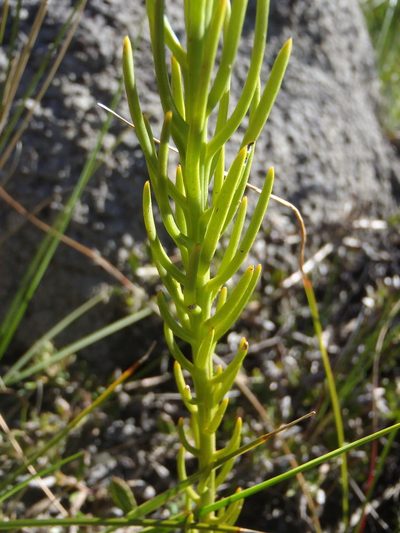 Thesium glomeratum, photographed by Nicola van Berkel