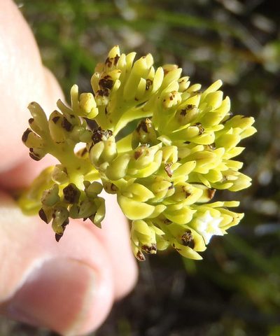 Thesium glomeratum, photographed by Nicola van Berkel