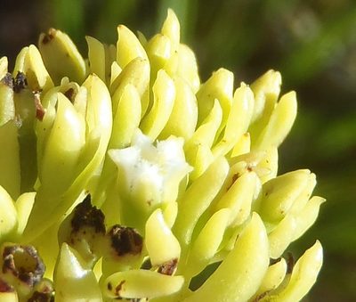 Thesium glomeratum, photographed by Nicola van Berkel