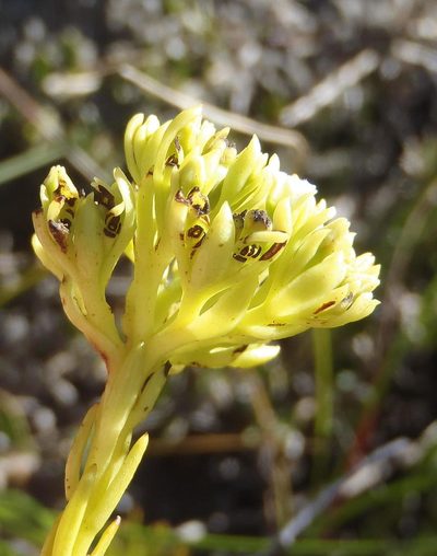 Thesium glomeratum, photographed by Nicola van Berkel