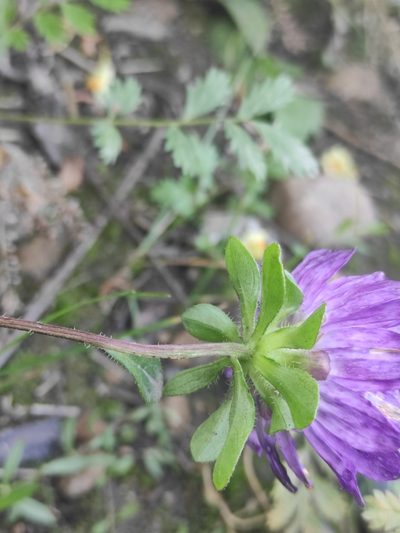Callistephus chinensis, photographed by Юлия