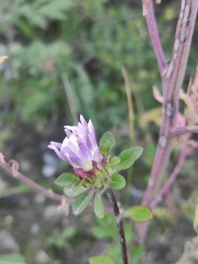 Callistephus chinensis, photographed by Юлия