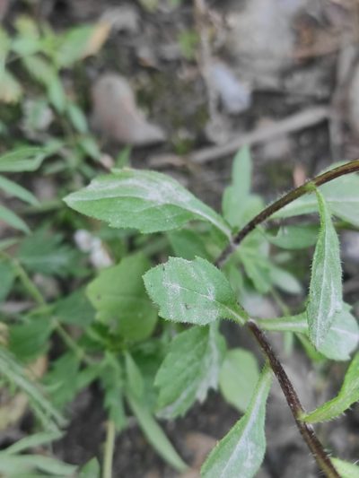 Callistephus chinensis, photographed by Юлия