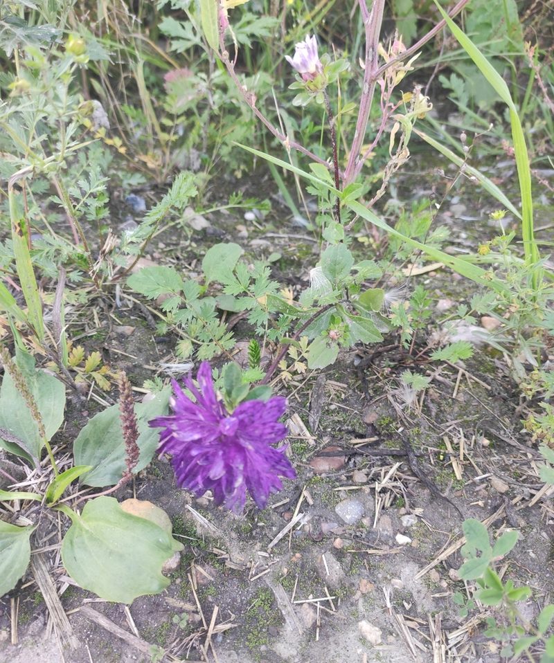 Callistephus chinensis, photographed by Юлия