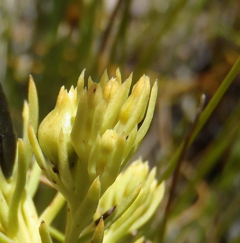Thesium glomeratum, photographed by Nicola van Berkel