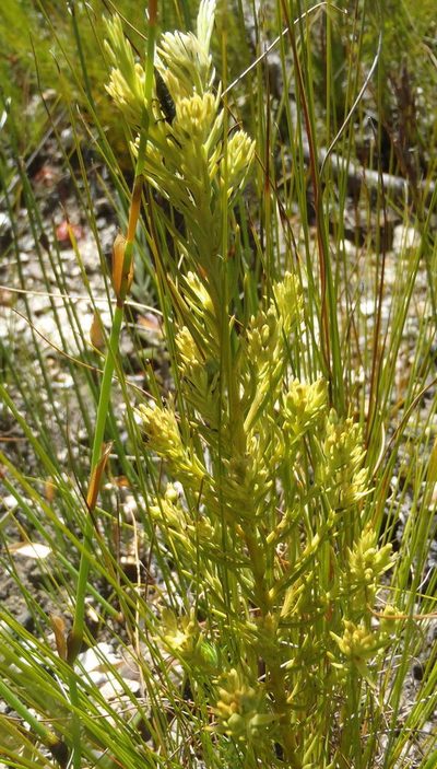 Thesium glomeratum, photographed by Nicola van Berkel