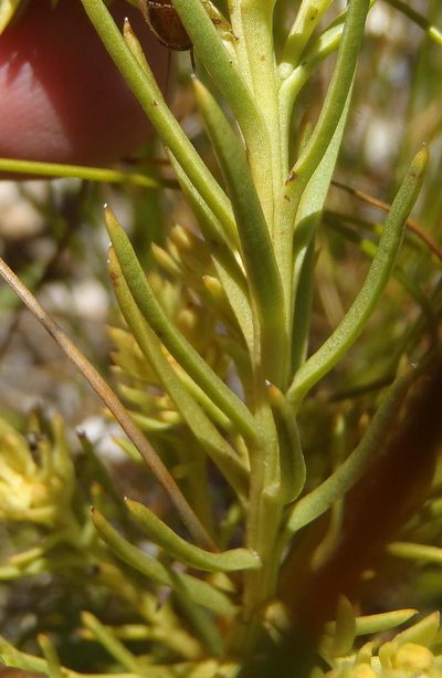 Thesium glomeratum, photographed by Nicola van Berkel