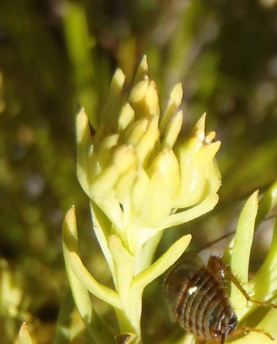 Thesium glomeratum, photographed by Nicola van Berkel
