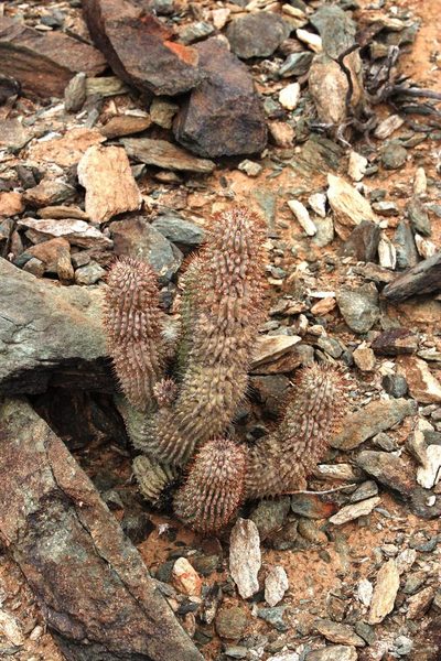 Hoodia alstonii, photographed by Tony Rebelo