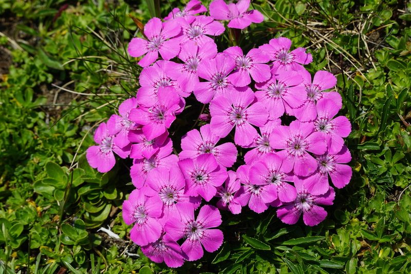 Dianthus glacialis, photographed by xulescu_g