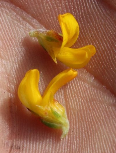 Aspalathus subulata, photographed by Tony Rebelo