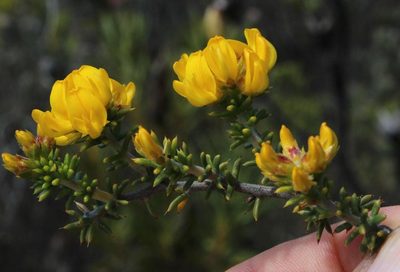 Aspalathus subulata, photographed by Tony Rebelo