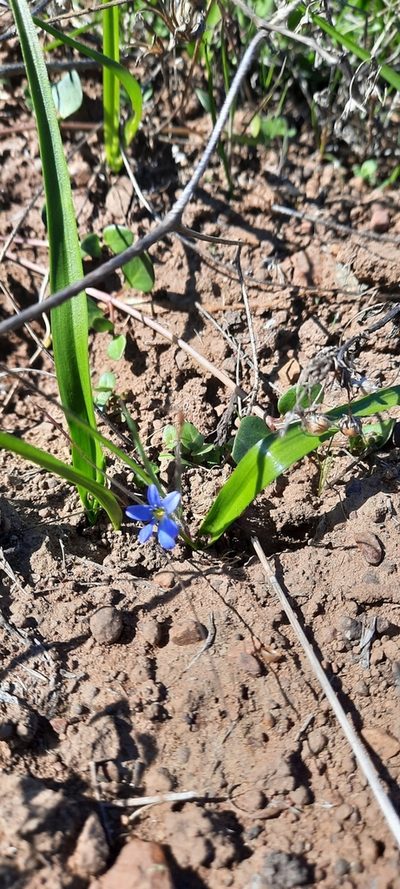 Tecophilaea violiflora, photographed by Orlando Fuenzalida