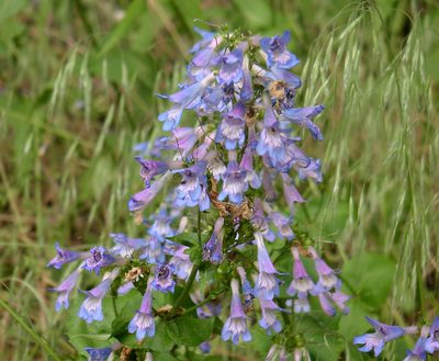 Penstemon wilcoxii, photographed by Tuoichen