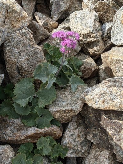 Adenostyles leucophylla, photographed by Denis Bastianelli