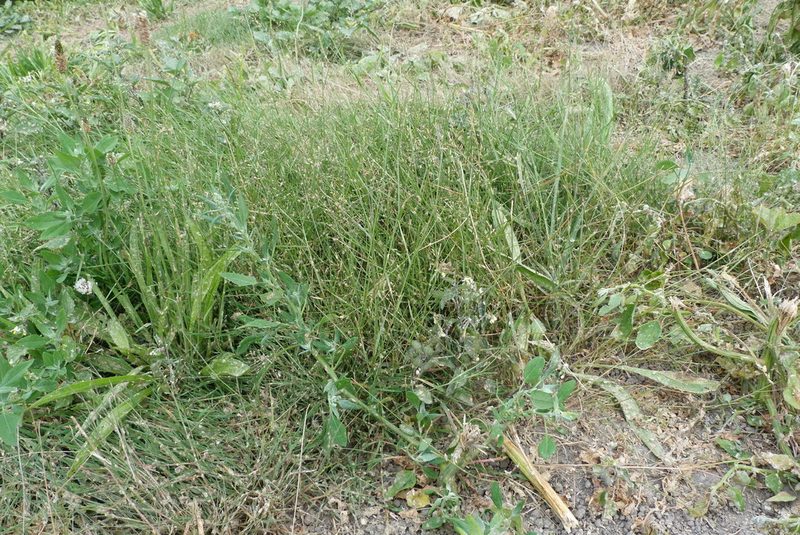 Agrostis castellana, photographed by Colin Meurk