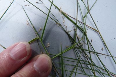 Agrostis castellana, photographed by Colin Meurk