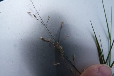 Agrostis castellana, photographed by Colin Meurk