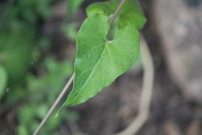 Chthamalia ojadapantha, photographed by José Belem Hernández Díaz